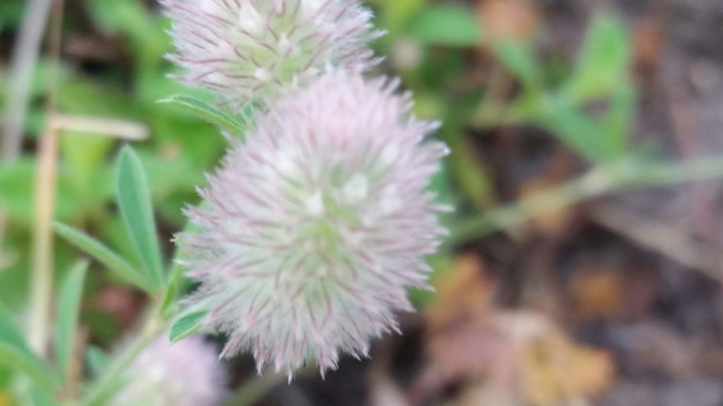 Trifolium arvense (Fabaceae)